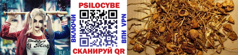 Галлюциногенные грибы Psilocybe  Купить закладки  Оренбург 